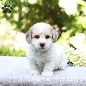 Ryder, Bich-Poo Puppy